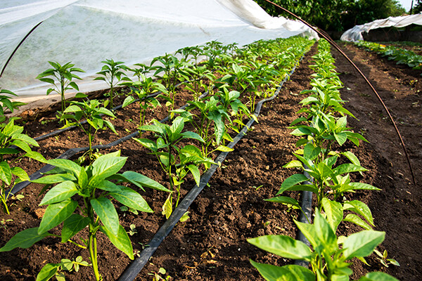 Irrigatiesysteem tuin-1