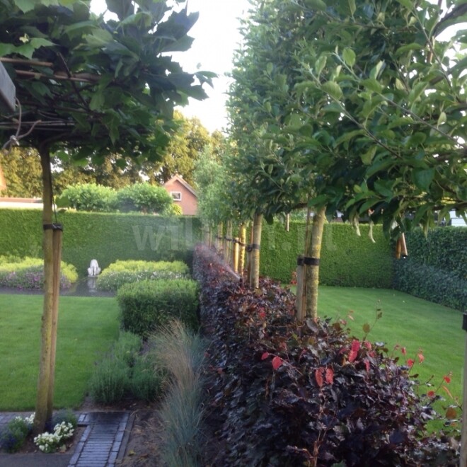 Aanleg tuin beregening in Zwolle